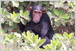 Chimpanzee. Chimpanzee Rehabilitation Project, Baboon Islands.