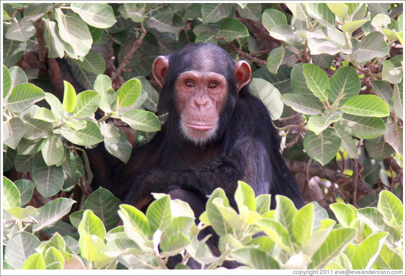 Chimpanzee. Chimpanzee Rehabilitation Project, Baboon Islands.