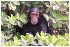 Chimpanzee. Chimpanzee Rehabilitation Project, Baboon Islands.