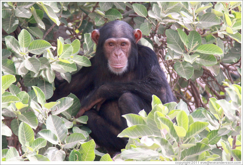 Chimpanzee. Chimpanzee Rehabilitation Project, Baboon Islands.