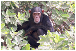 Chimpanzee. Chimpanzee Rehabilitation Project, Baboon Islands.