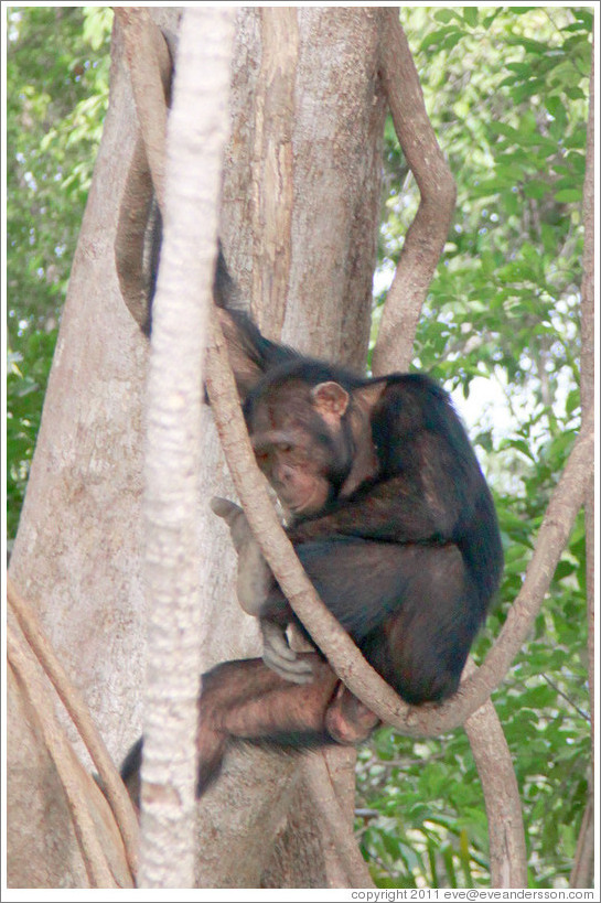Chimpanzee. Chimpanzee Rehabilitation Project, Baboon Islands.