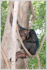 Chimpanzee. Chimpanzee Rehabilitation Project, Baboon Islands.