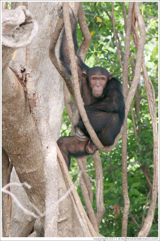 Chimpanzee. Chimpanzee Rehabilitation Project, Baboon Islands.