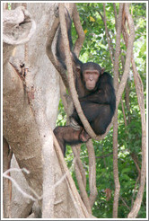 Chimpanzee. Chimpanzee Rehabilitation Project, Baboon Islands.