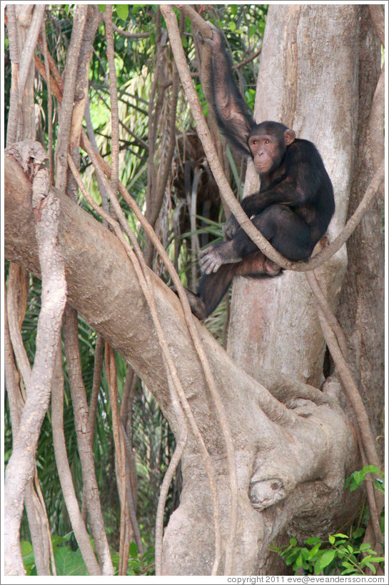 Chimpanzee. Chimpanzee Rehabilitation Project, Baboon Islands.