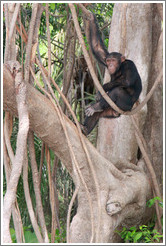 Chimpanzee. Chimpanzee Rehabilitation Project, Baboon Islands.