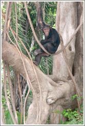 Chimpanzee. Chimpanzee Rehabilitation Project, Baboon Islands.