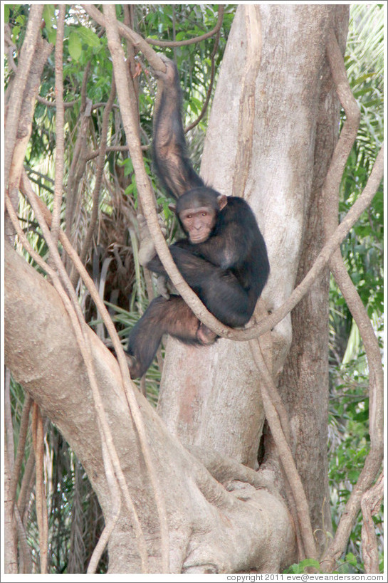 Chimpanzee. Chimpanzee Rehabilitation Project, Baboon Islands.