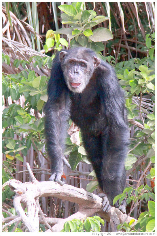 Chimpanzee. Chimpanzee Rehabilitation Project, Baboon Islands.