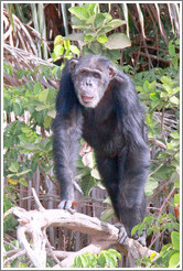 Chimpanzee. Chimpanzee Rehabilitation Project, Baboon Islands.