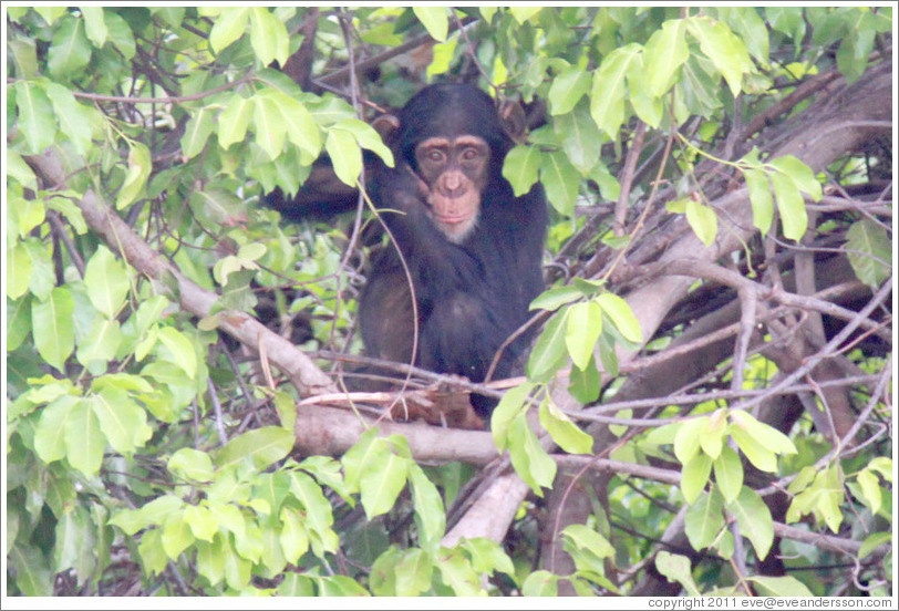 Chimpanzee. Chimpanzee Rehabilitation Project, Baboon Islands.