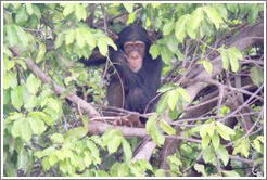 Chimpanzee. Chimpanzee Rehabilitation Project, Baboon Islands.