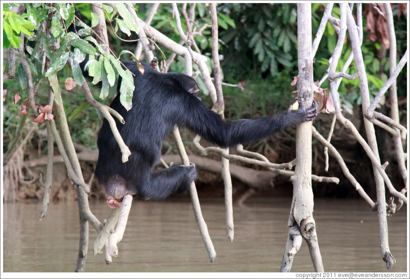 Chimpanzee. Chimpanzee Rehabilitation Project, Baboon Islands.