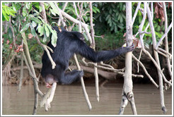 Chimpanzee. Chimpanzee Rehabilitation Project, Baboon Islands.