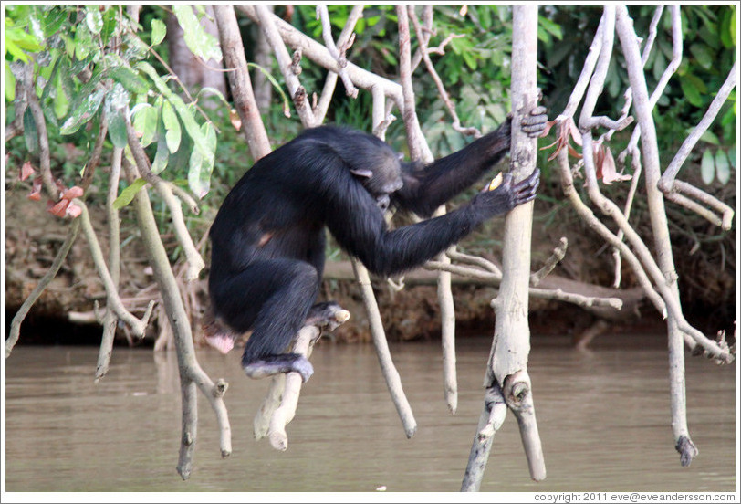 Chimpanzee. Chimpanzee Rehabilitation Project, Baboon Islands.