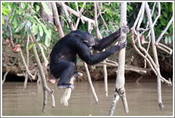 Chimpanzee. Chimpanzee Rehabilitation Project, Baboon Islands.