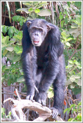 Chimpanzee. Chimpanzee Rehabilitation Project, Baboon Islands.