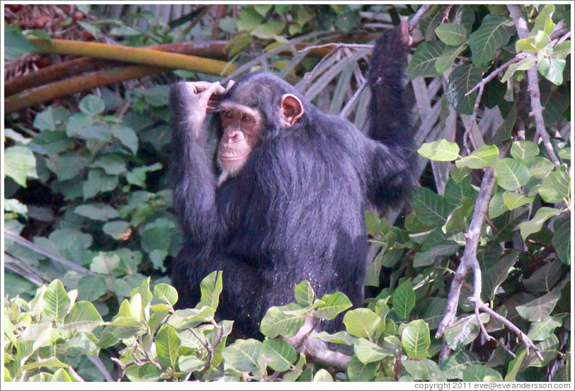 Chimpanzee. Chimpanzee Rehabilitation Project, Baboon Islands.