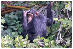 Chimpanzee. Chimpanzee Rehabilitation Project, Baboon Islands.