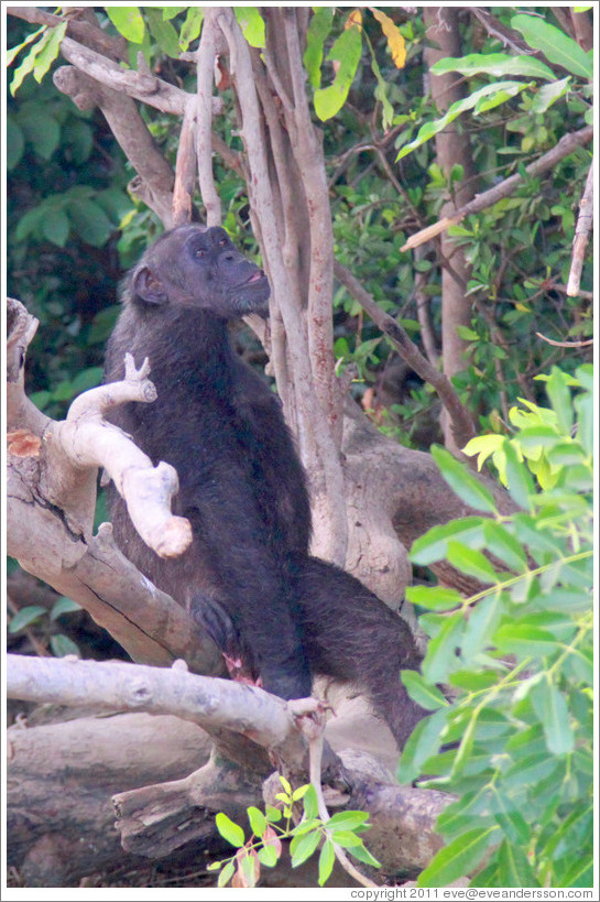 Chimpanzee. Chimpanzee Rehabilitation Project, Baboon Islands.