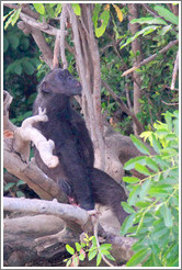 Chimpanzee. Chimpanzee Rehabilitation Project, Baboon Islands.