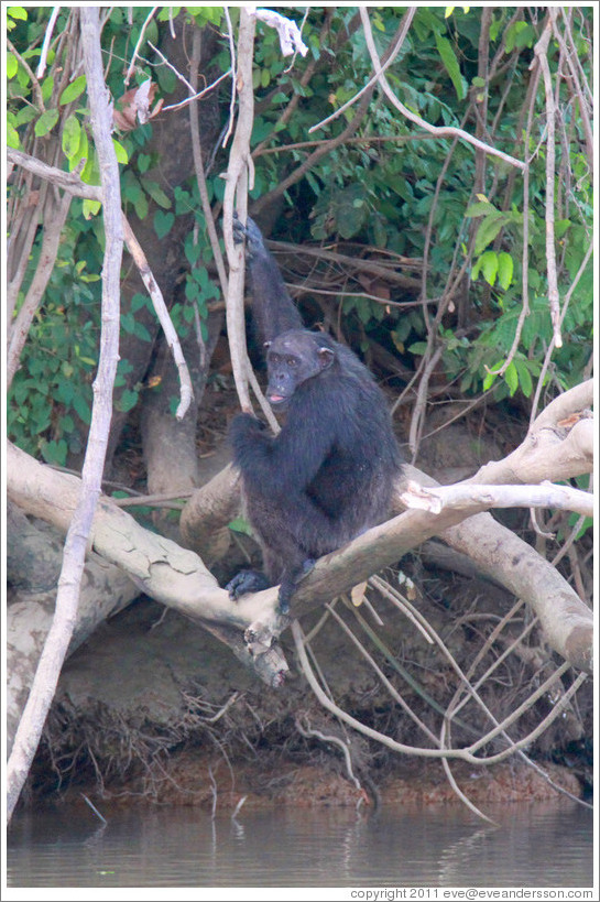 Chimpanzee. Chimpanzee Rehabilitation Project, Baboon Islands.