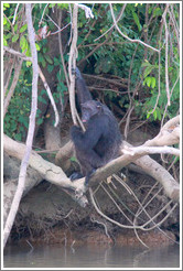 Chimpanzee. Chimpanzee Rehabilitation Project, Baboon Islands.