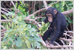 Chimpanzee. Chimpanzee Rehabilitation Project, Baboon Islands.