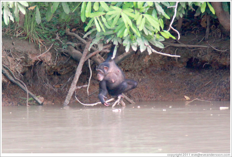 Chimpanzee reaching into the river for a drink of water. Chimpanzee Rehabilitation Project, Baboon Islands.