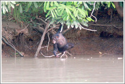 Chimpanzee reaching into the river for a drink of water. Chimpanzee Rehabilitation Project, Baboon Islands.