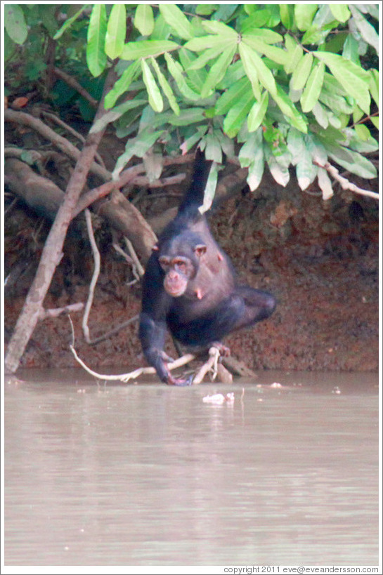 Chimpanzee reaching into the river for a drink of water. Chimpanzee Rehabilitation Project, Baboon Islands.