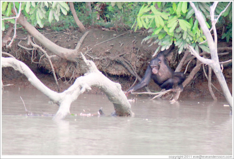 Chimpanzee reaching into the river for a drink of water. Chimpanzee Rehabilitation Project, Baboon Islands.