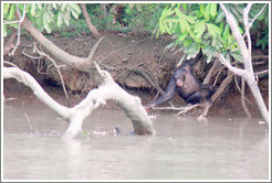 Chimpanzee reaching into the river for a drink of water. Chimpanzee Rehabilitation Project, Baboon Islands.