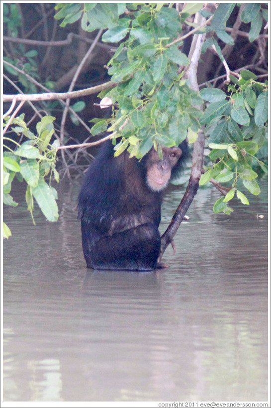 Chimpanzee cooling off in the water. Chimpanzee Rehabilitation Project, Baboon Islands.