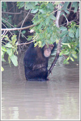 Chimpanzee cooling off in the water. Chimpanzee Rehabilitation Project, Baboon Islands.