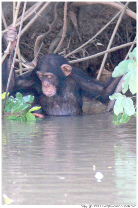 Chimpanzee cooling off in the water. Chimpanzee Rehabilitation Project, Baboon Islands.