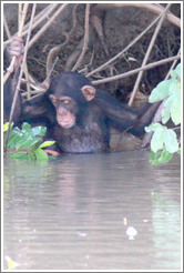 Chimpanzee cooling off in the water. Chimpanzee Rehabilitation Project, Baboon Islands.