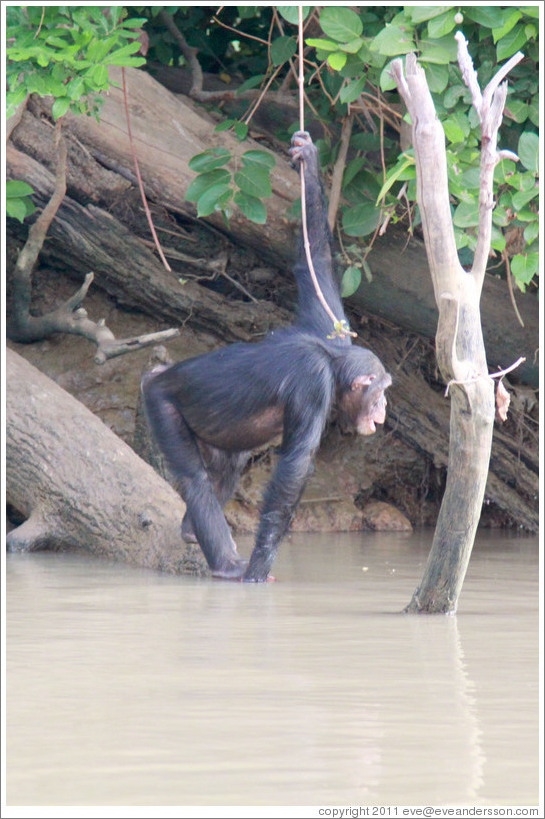 Chimpanzee cooling off in the water. Chimpanzee Rehabilitation Project, Baboon Islands.