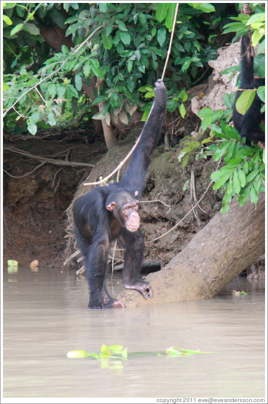 Chimpanzee cooling off in the water. Chimpanzee Rehabilitation Project, Baboon Islands.