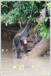 Chimpanzee cooling off in the water. Chimpanzee Rehabilitation Project, Baboon Islands.