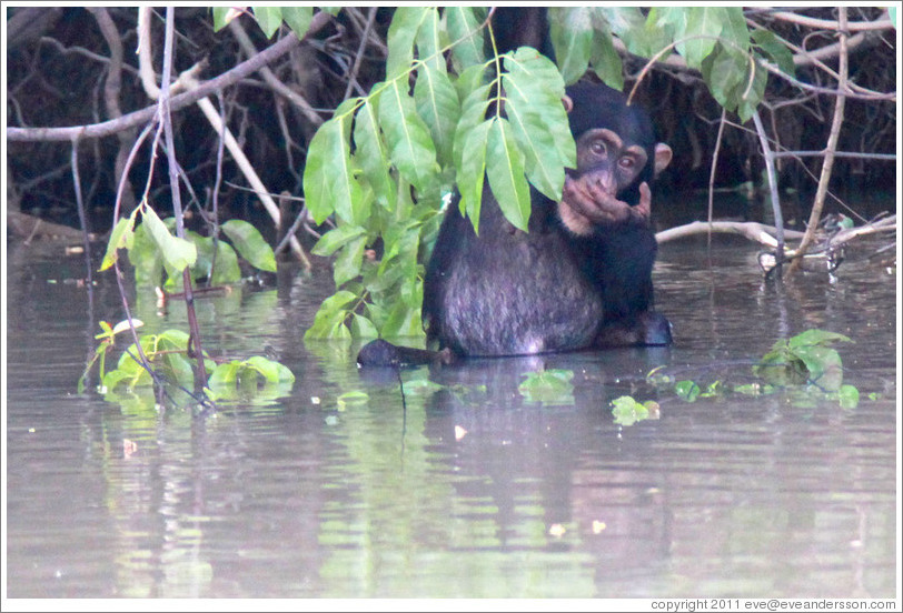 Chimpanzee cooling off in the water. Chimpanzee Rehabilitation Project, Baboon Islands.