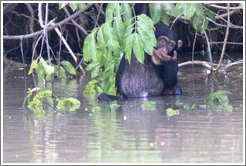 Chimpanzee cooling off in the water. Chimpanzee Rehabilitation Project, Baboon Islands.