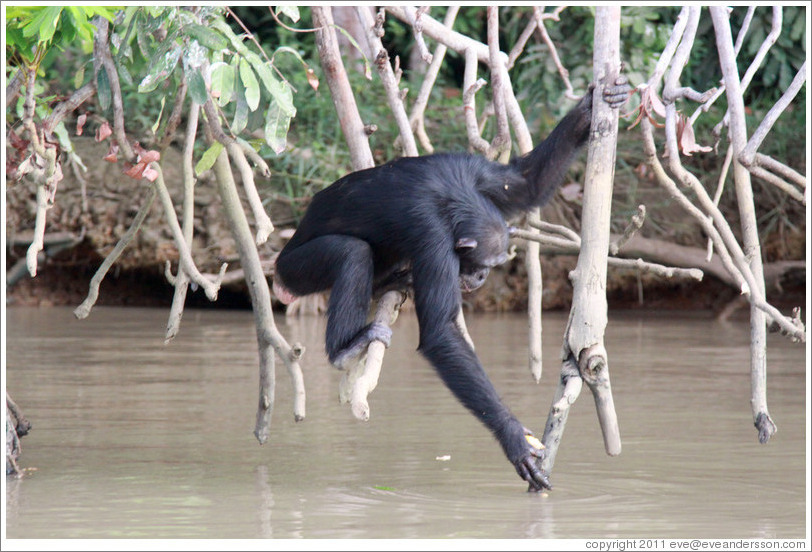 Chimpanzee drinking water. Chimpanzee Rehabilitation Project, Baboon Islands.