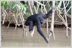 Chimpanzee drinking water. Chimpanzee Rehabilitation Project, Baboon Islands.