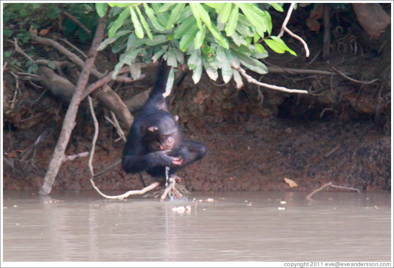 Chimpanzee drinking water. Chimpanzee Rehabilitation Project, Baboon Islands.