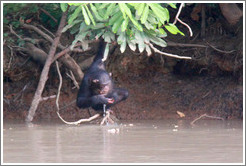 Chimpanzee drinking water. Chimpanzee Rehabilitation Project, Baboon Islands.