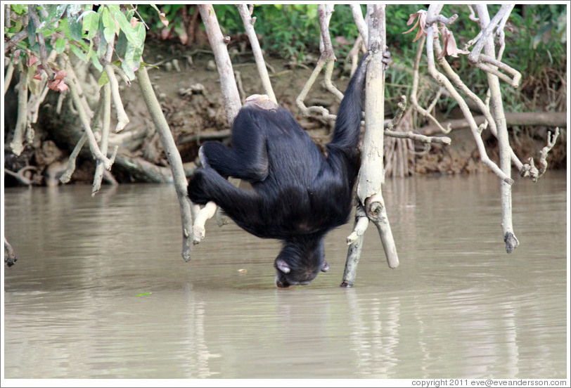 Chimpanzee drinking water. Chimpanzee Rehabilitation Project, Baboon Islands.