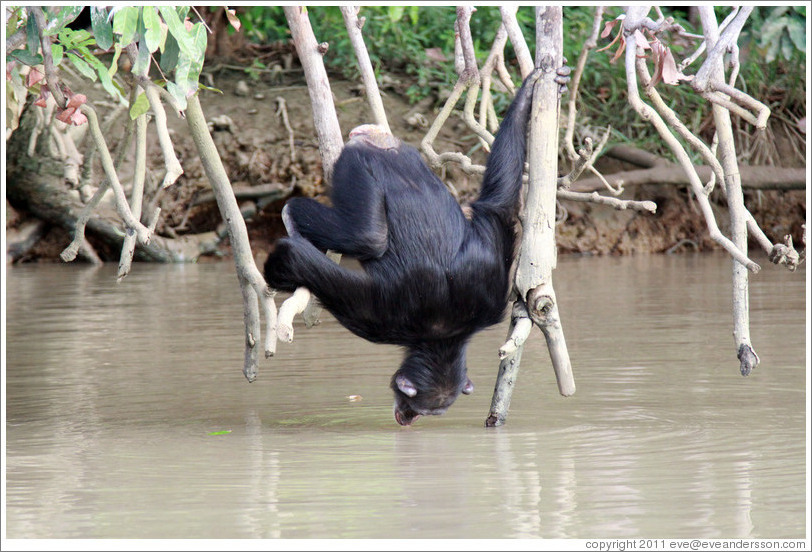 Chimpanzee drinking water. Chimpanzee Rehabilitation Project, Baboon Islands.