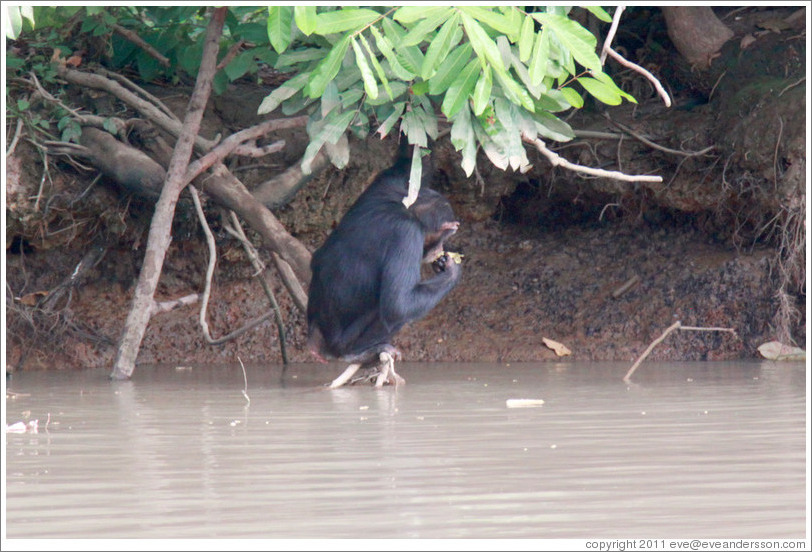 Chimpanzee drinking water using a leaf as a cup. Chimpanzee Rehabilitation Project, Baboon Islands.